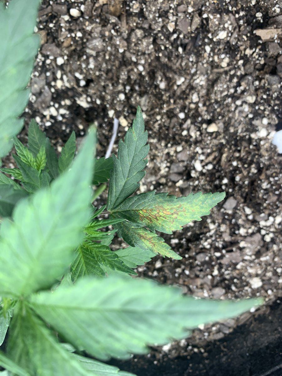 First grow advice   nutrient deficiency 5