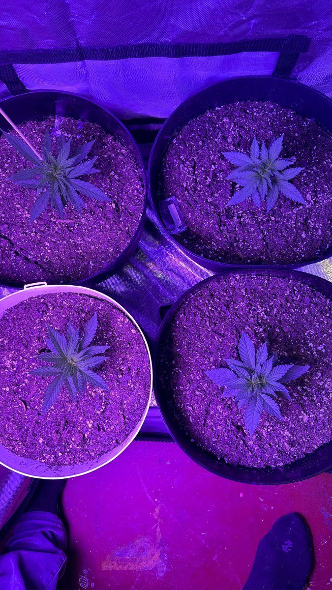 First grow alpha blue and gelato 3