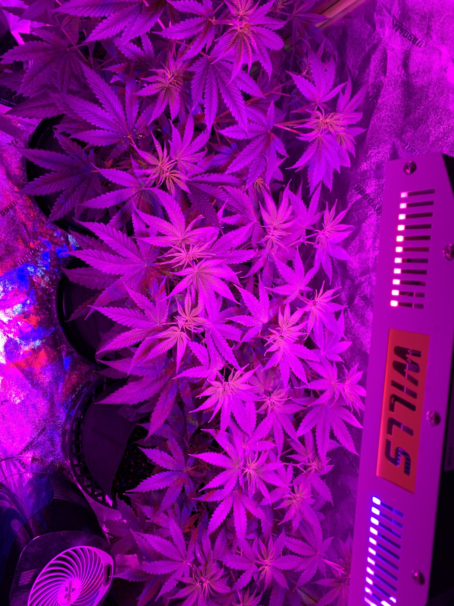 First grow and hello 10