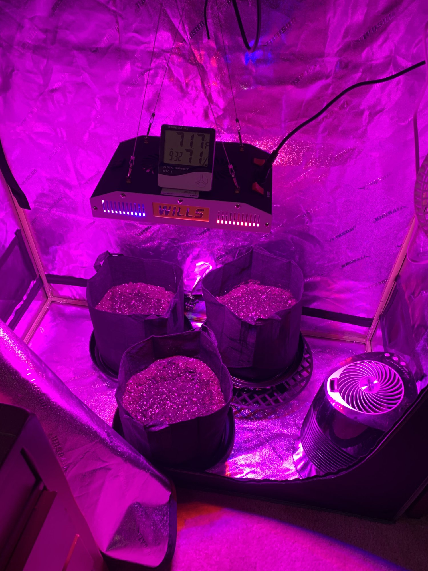 First grow and hello 2