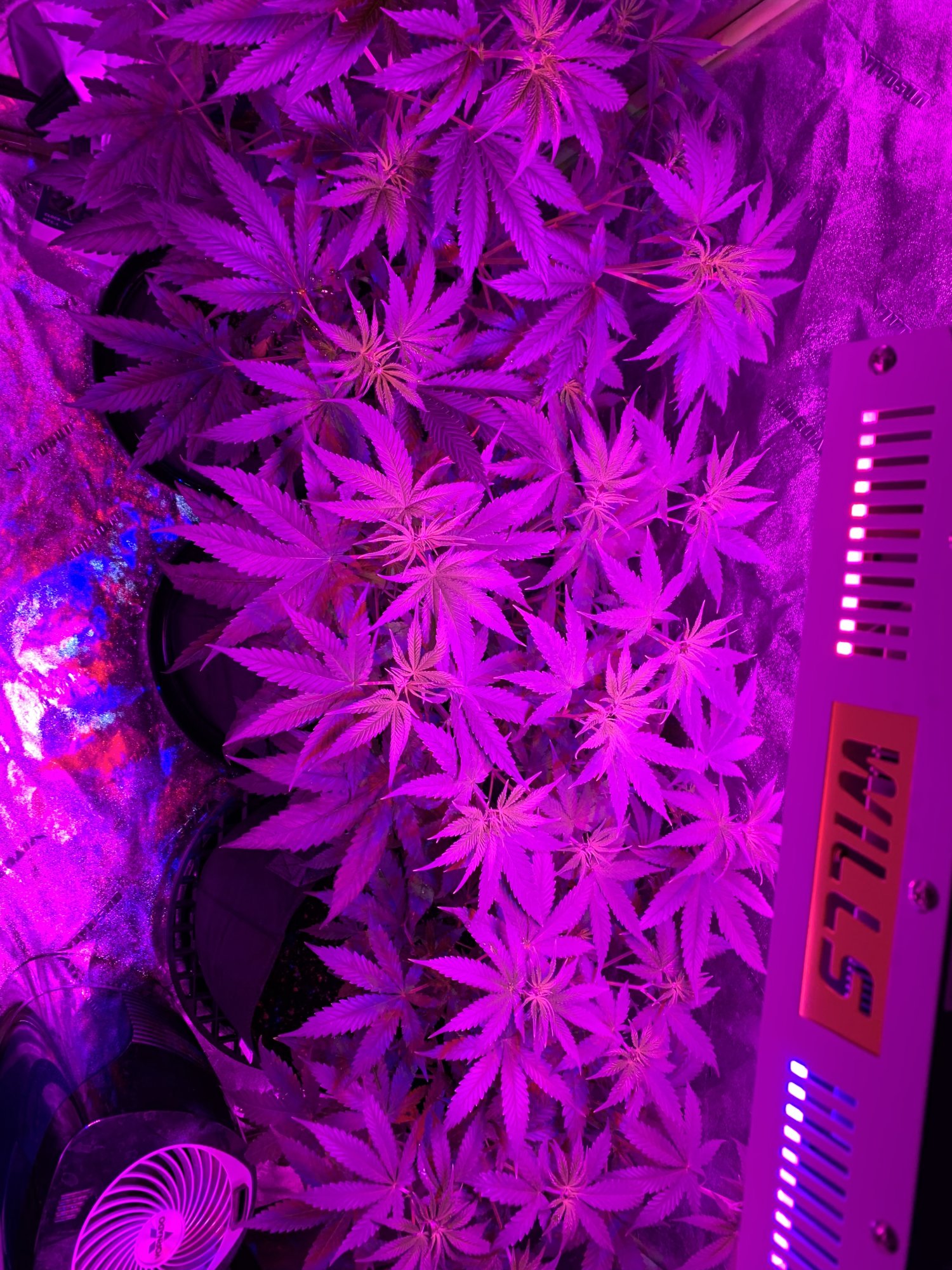 First grow and hello 9