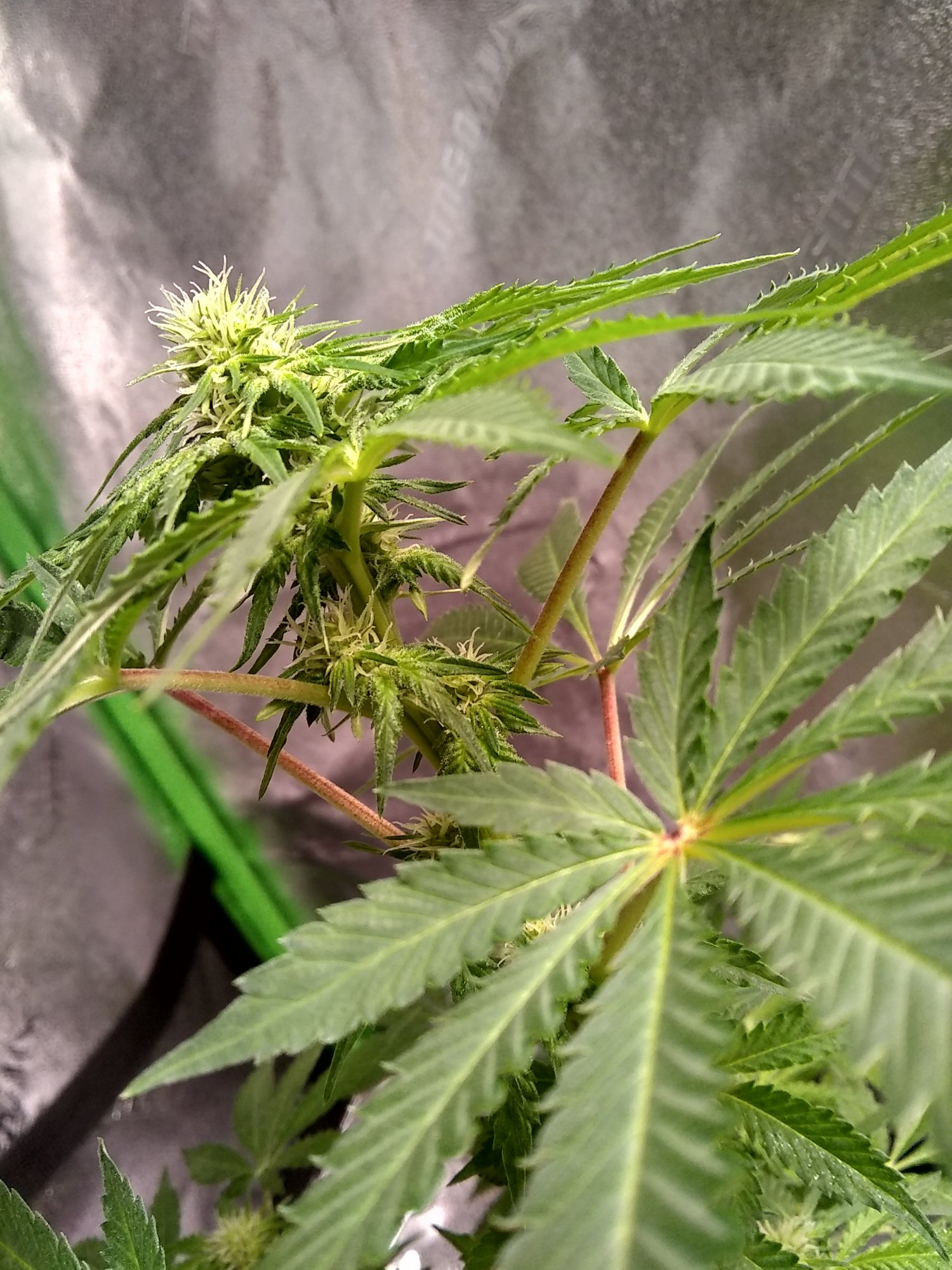First grow and im on week 4 day 3 of flowering 2