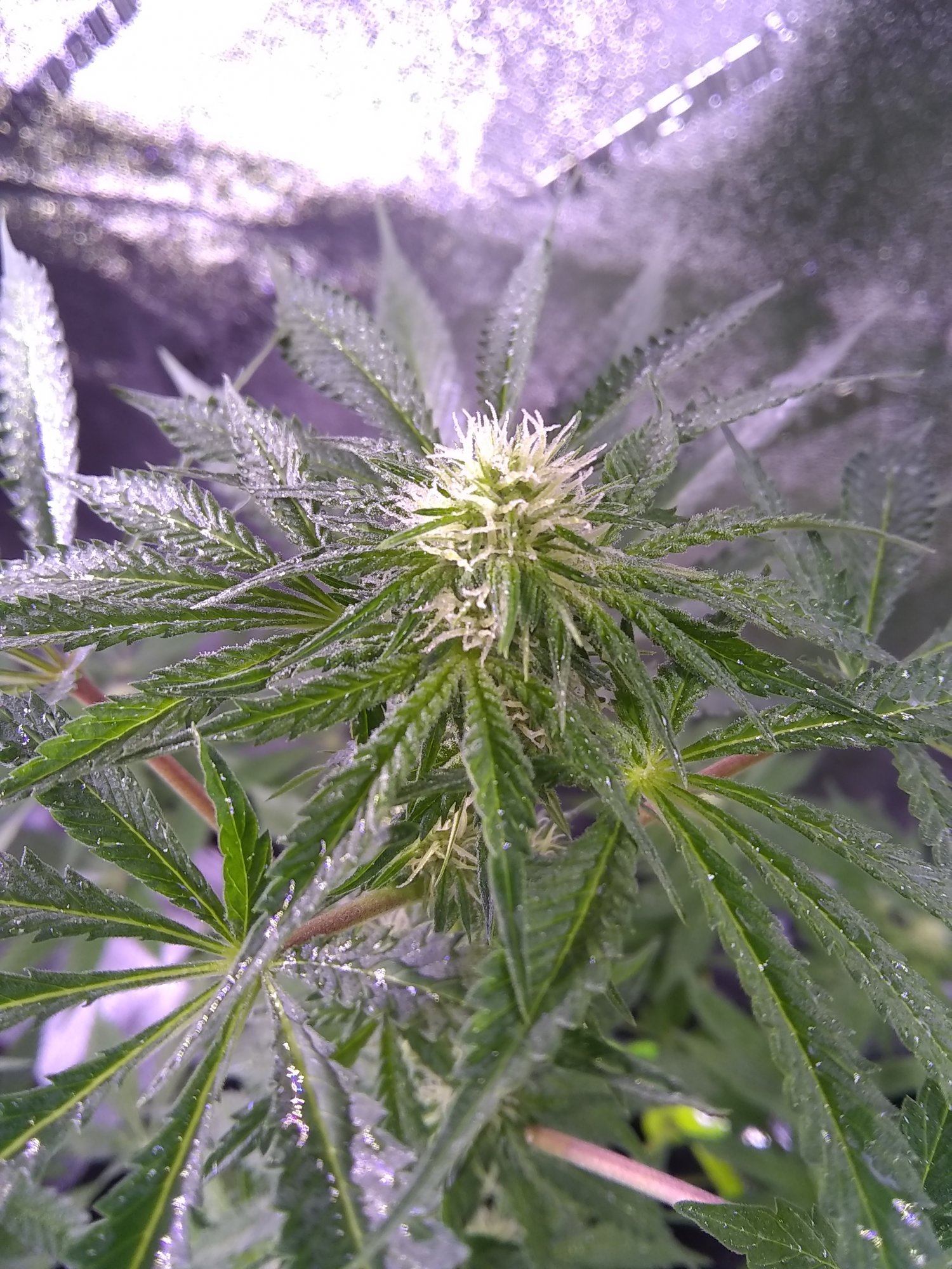 First grow and im on week 4 day 3 of flowering 3