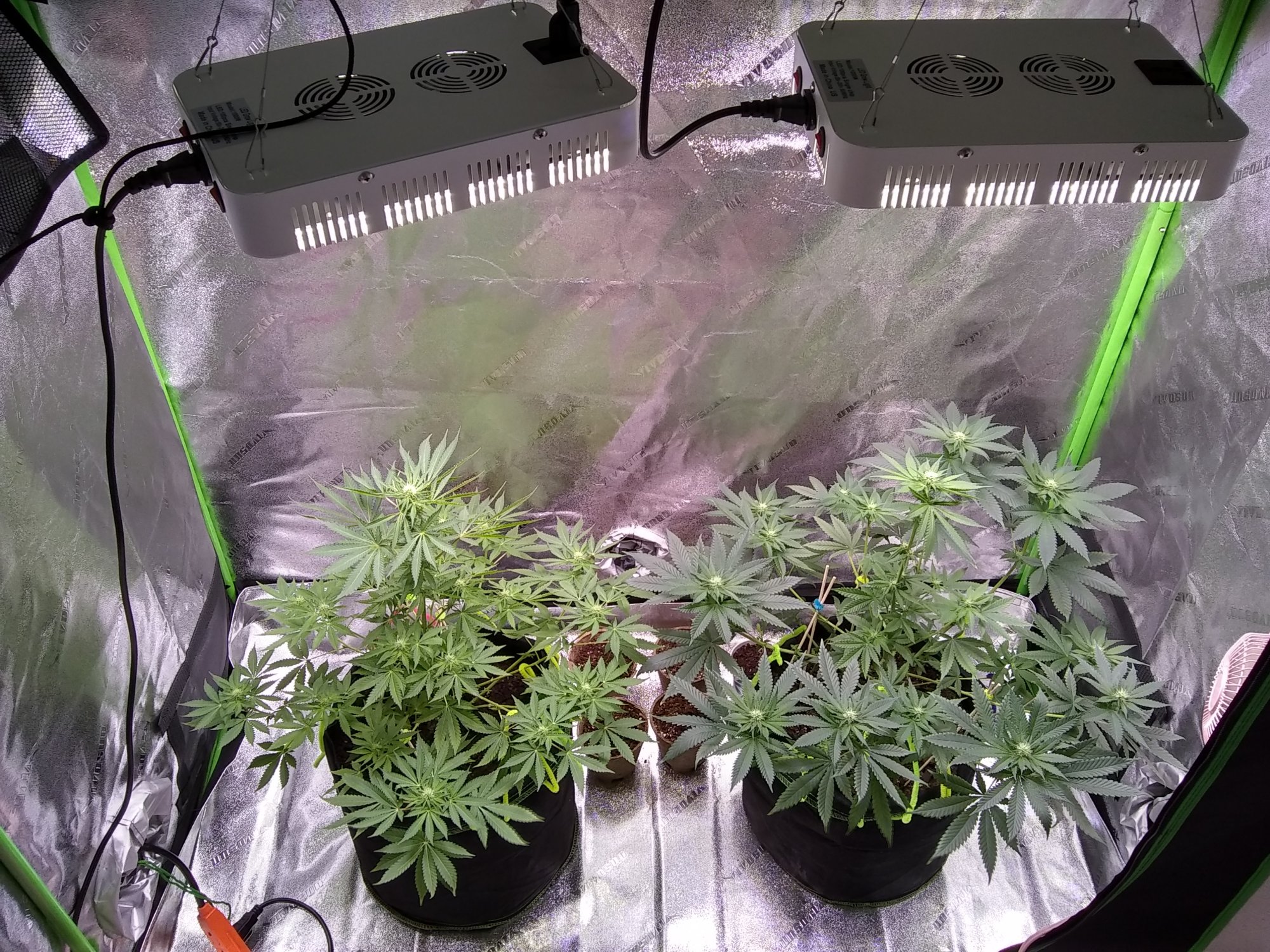 First grow and im on week 4 day 3 of flowering