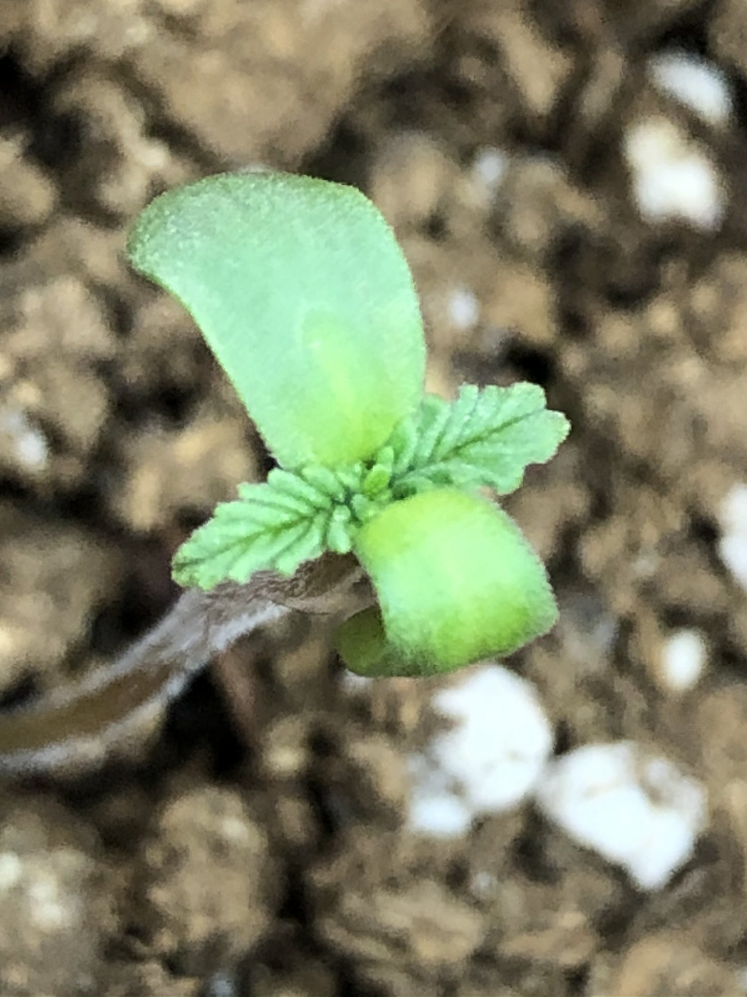 First grow and journal gg4 perpetual 2