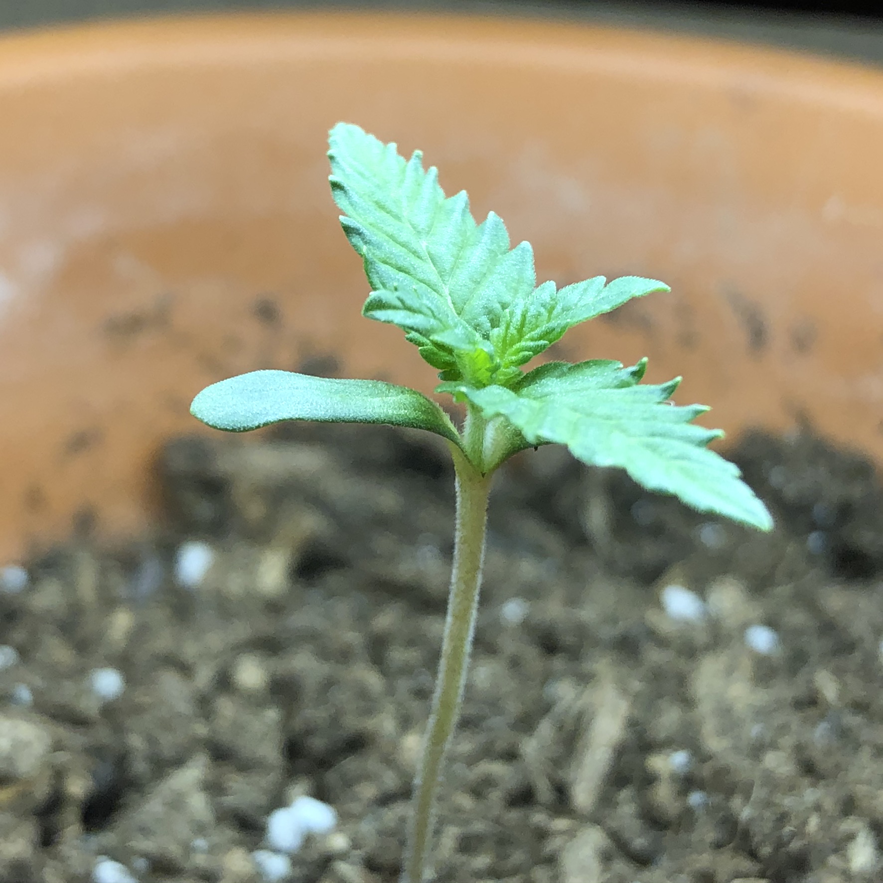 First grow and journal gg4 perpetual 3