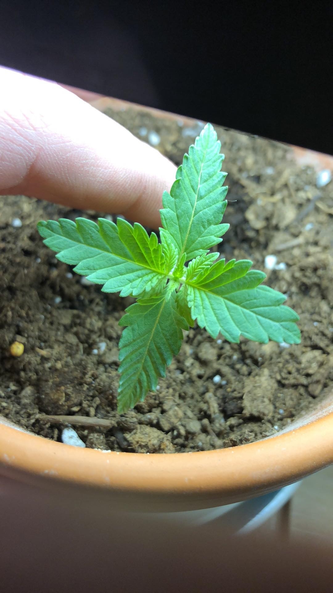 First grow and journal gg4 perpetual 4