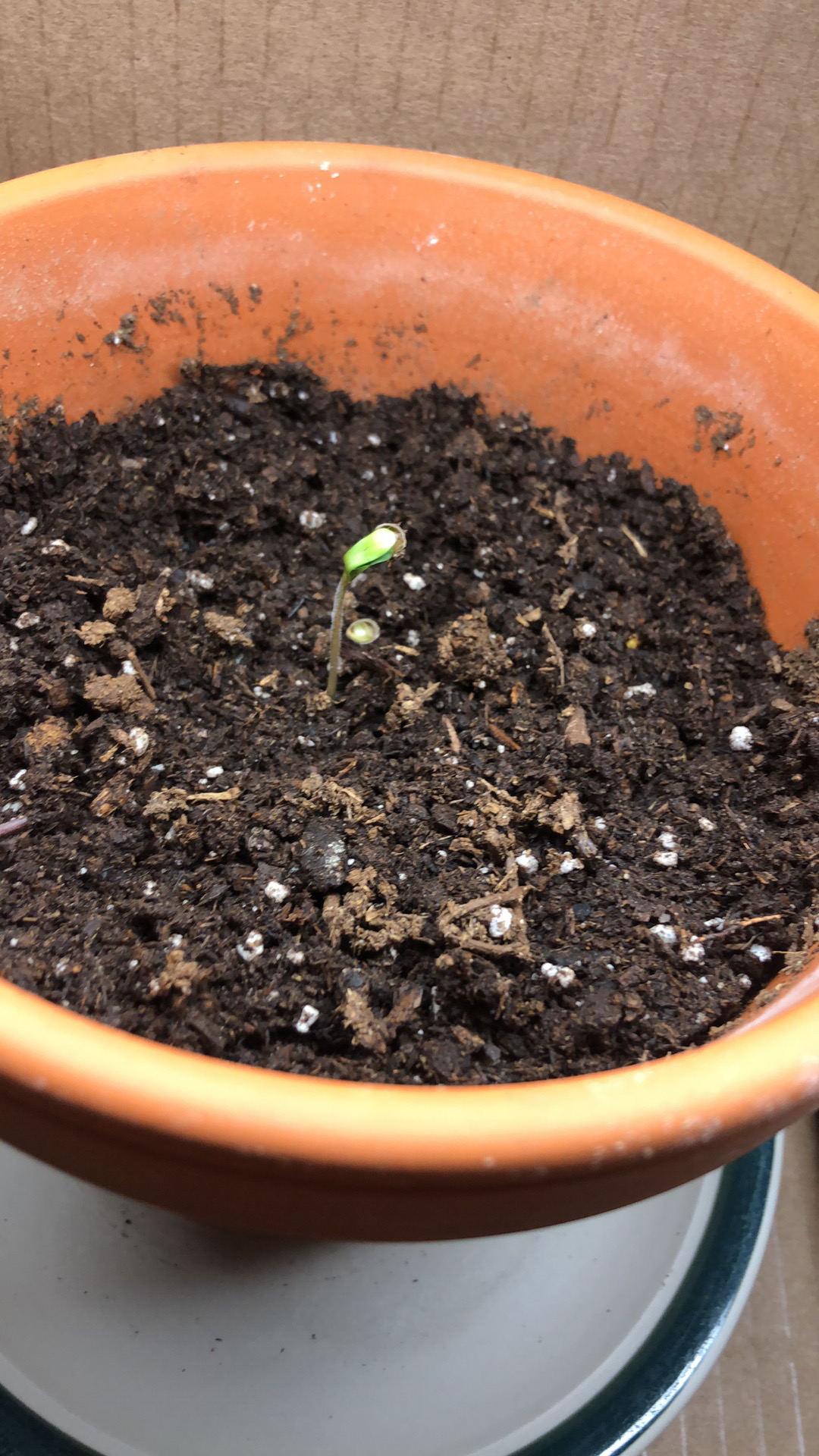 First grow and journal gg4 perpetual