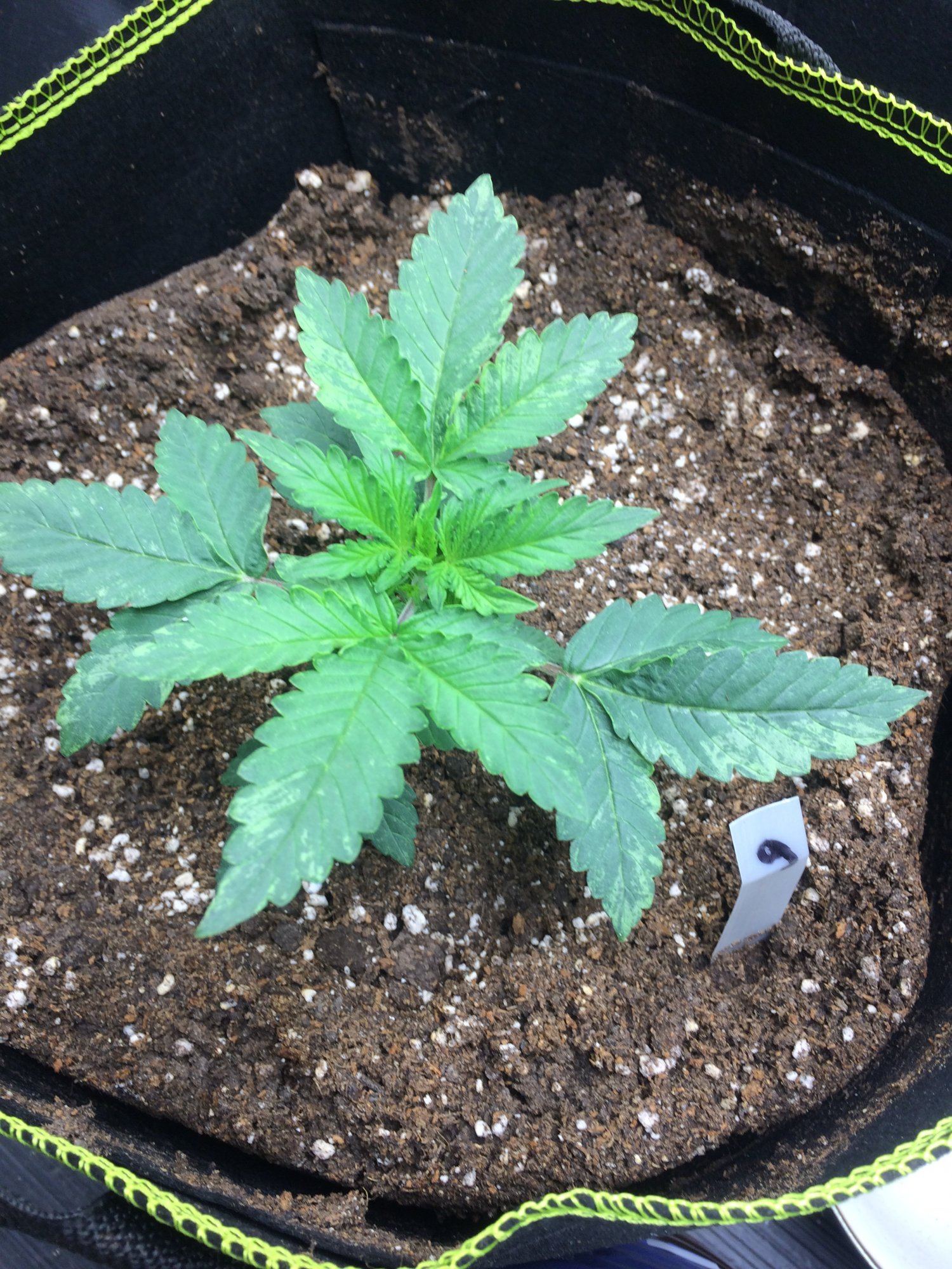 First grow and need advice 2