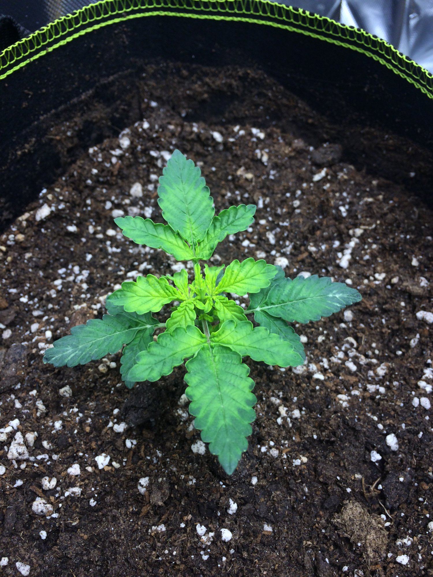 First grow and need advice 4