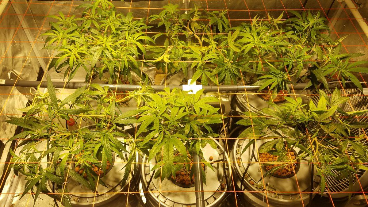 First grow and scrog hows it looking 3