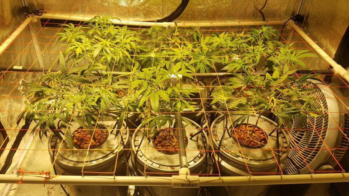 First grow and scrog hows it looking 4