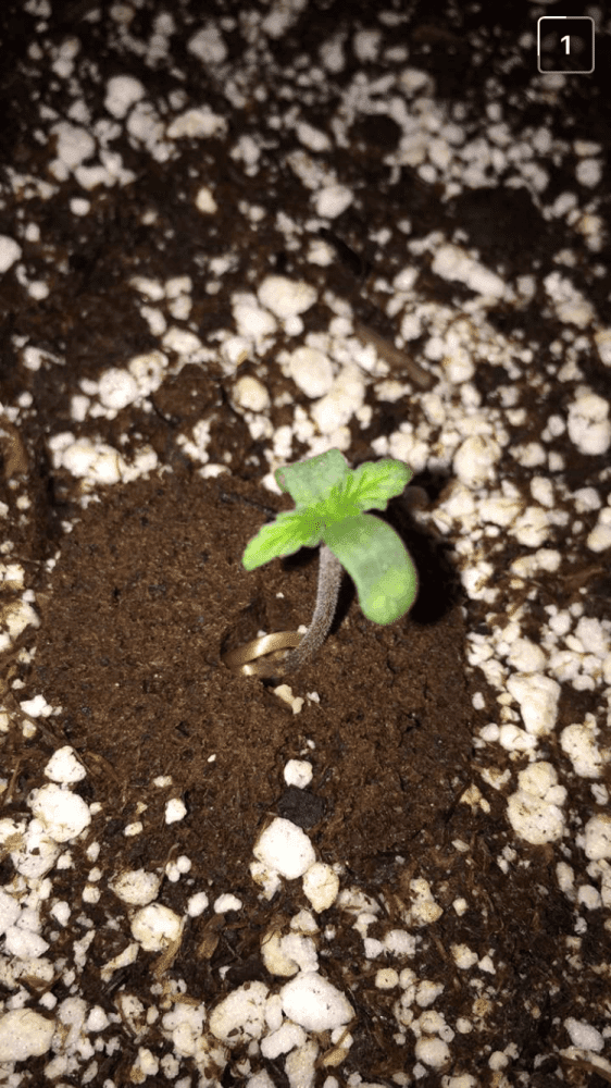 First grow are my seedlings healthy