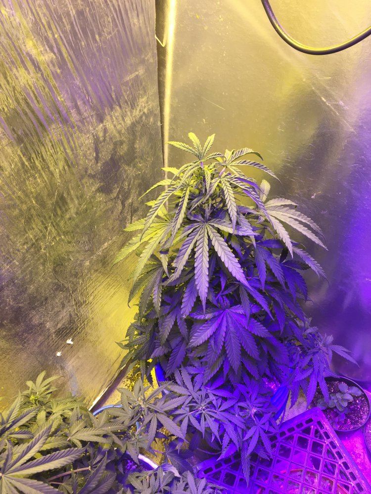 First grow are these plants messed up 3