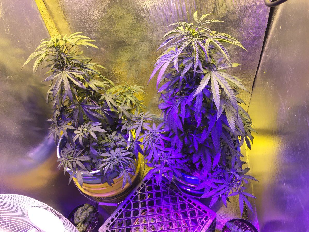 First grow are these plants messed up