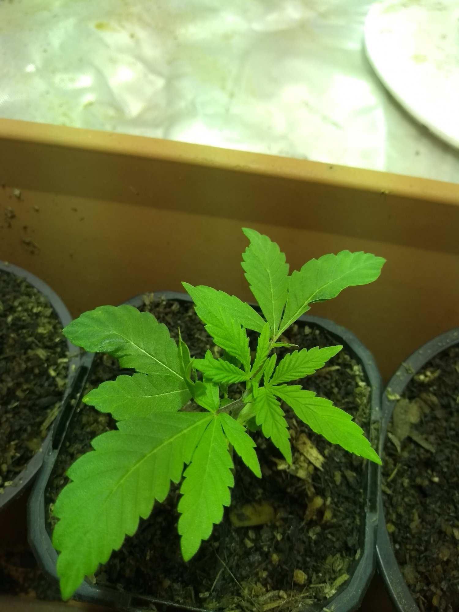 First grow attempt 2