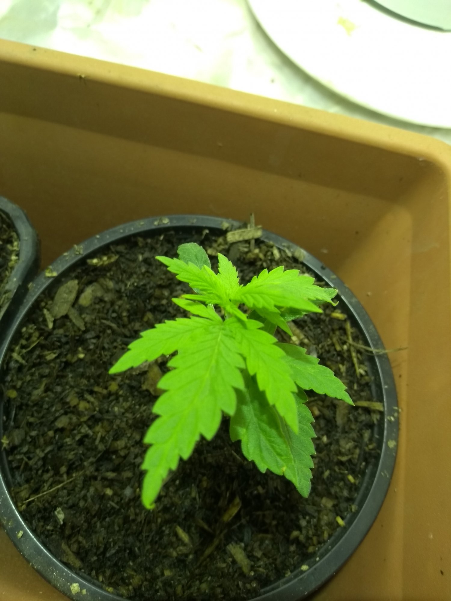 First grow attempt 3