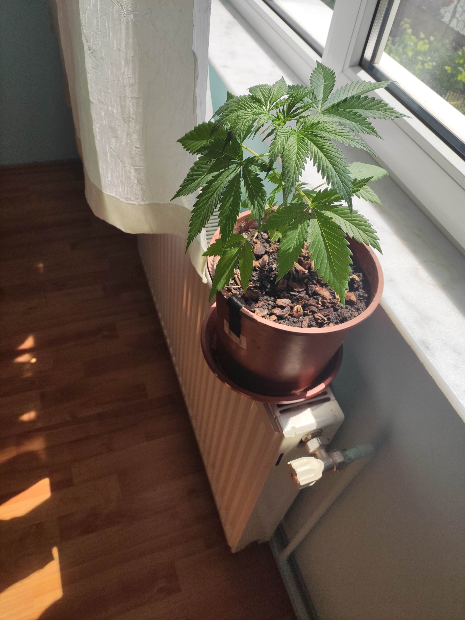 First grow attempt