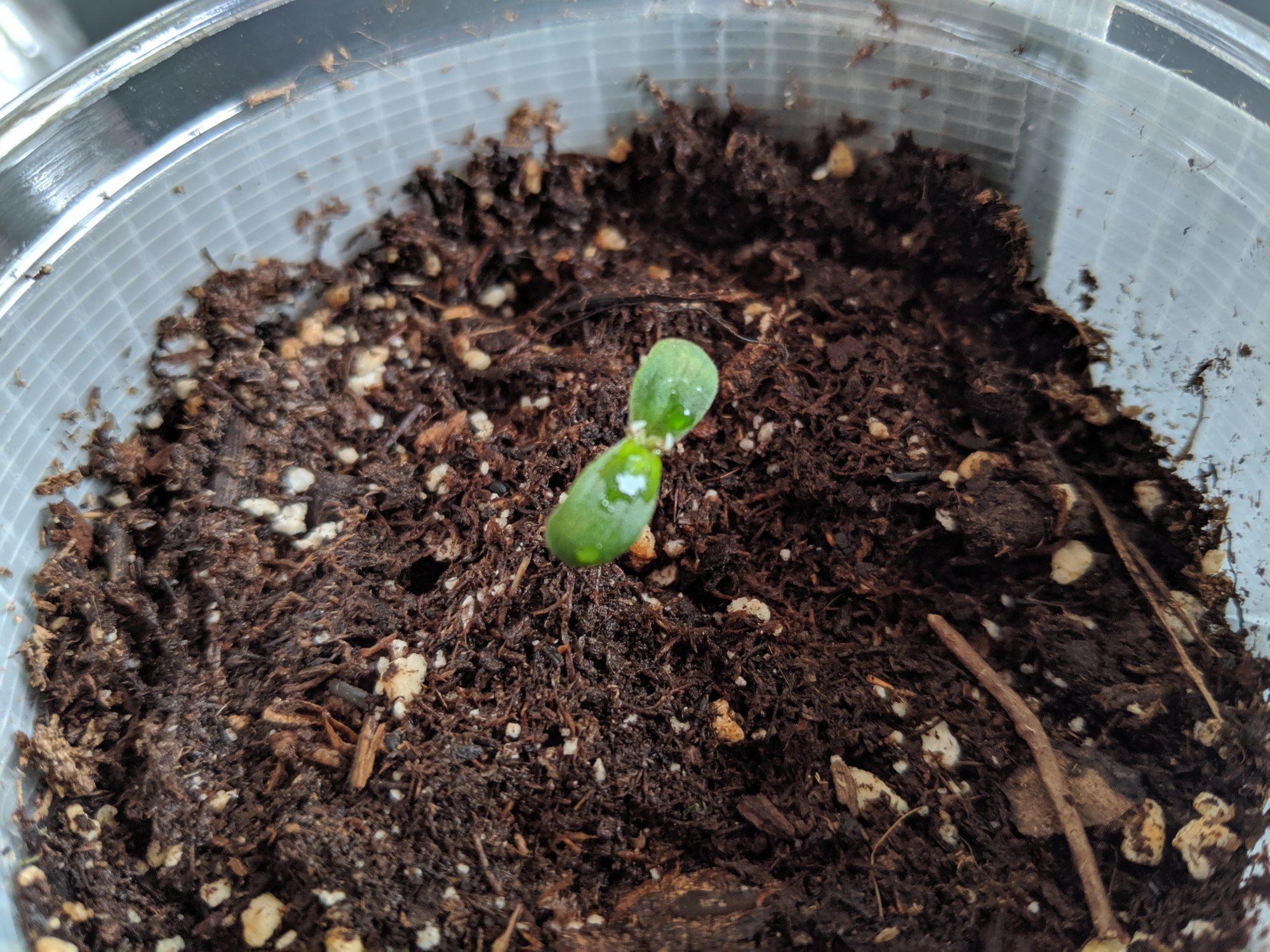 First grow autos outdoor 2