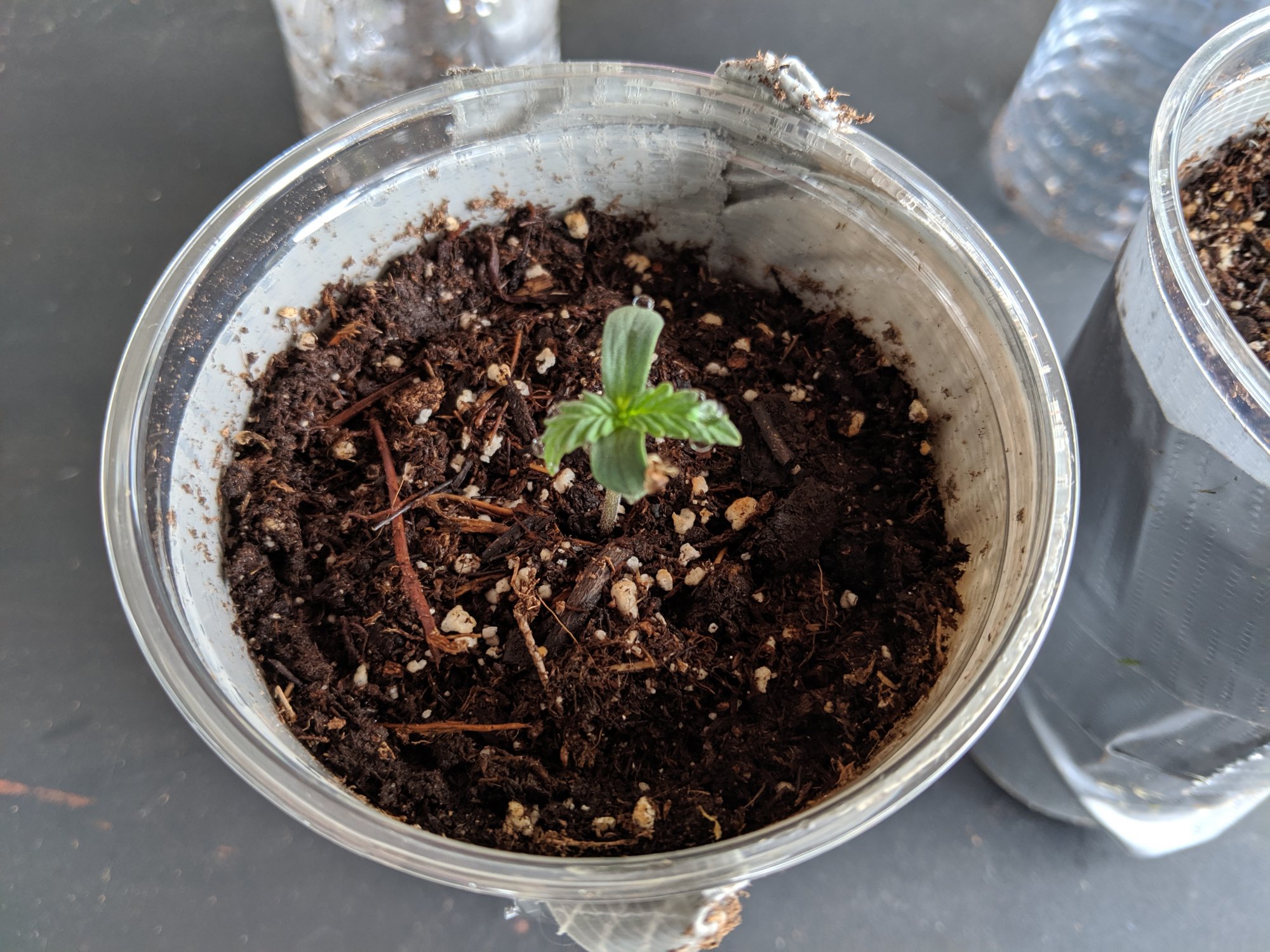 First grow autos outdoor