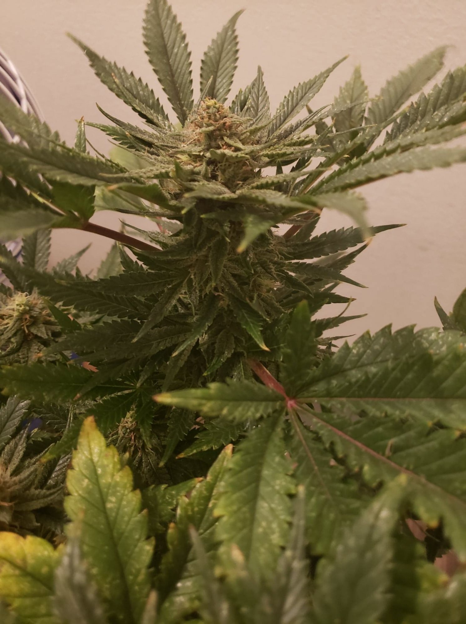 First grow   bagseed day 30 of flower 10
