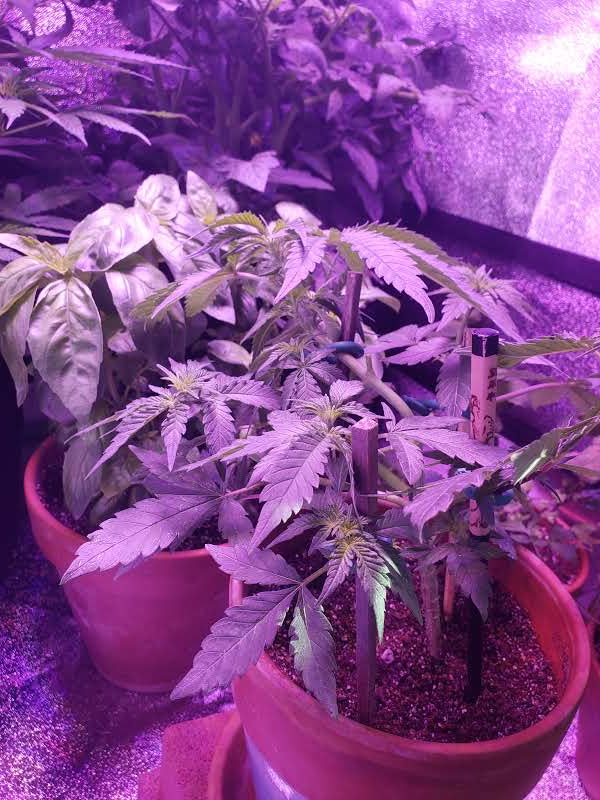 First grow   bagseed day 30 of flower 3