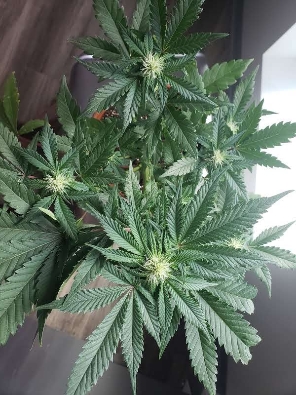 First grow   bagseed day 30 of flower 5