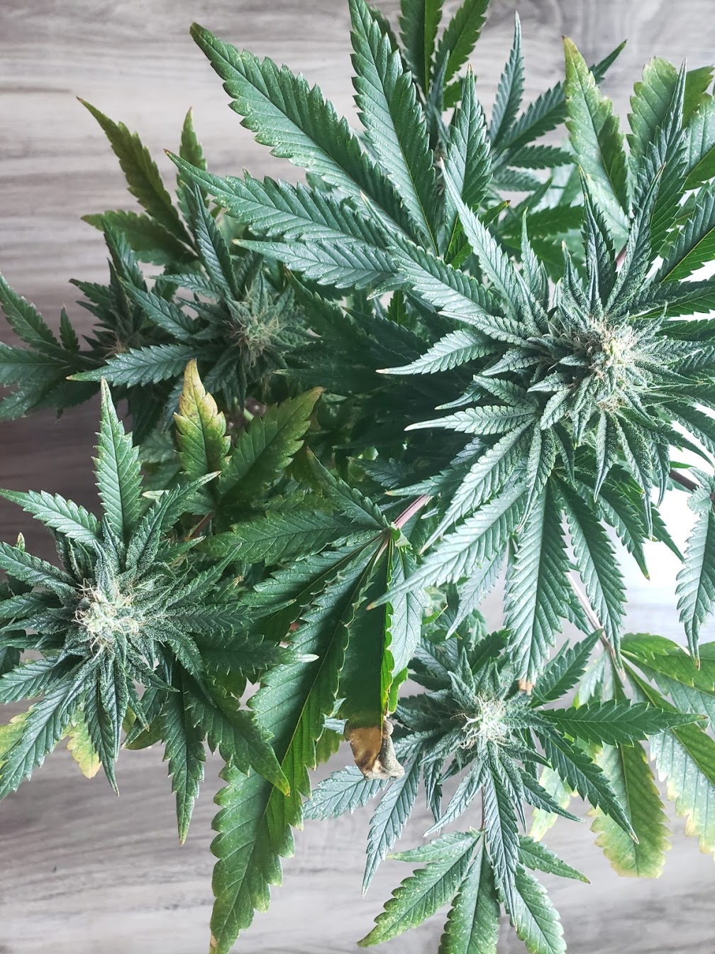 First grow   bagseed day 30 of flower 7