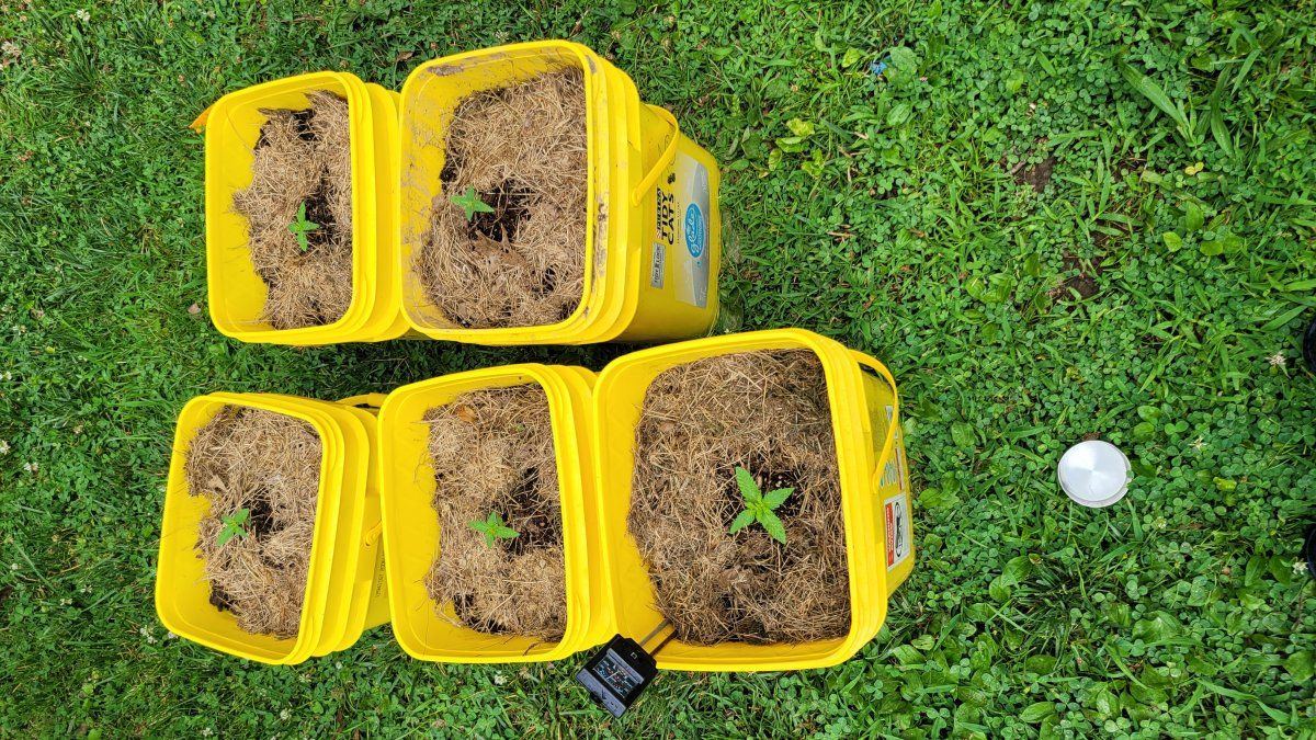 First grow budget outdoor tidy cat buckets