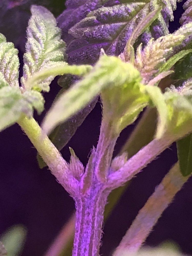 First grow but trying to determine sex 2