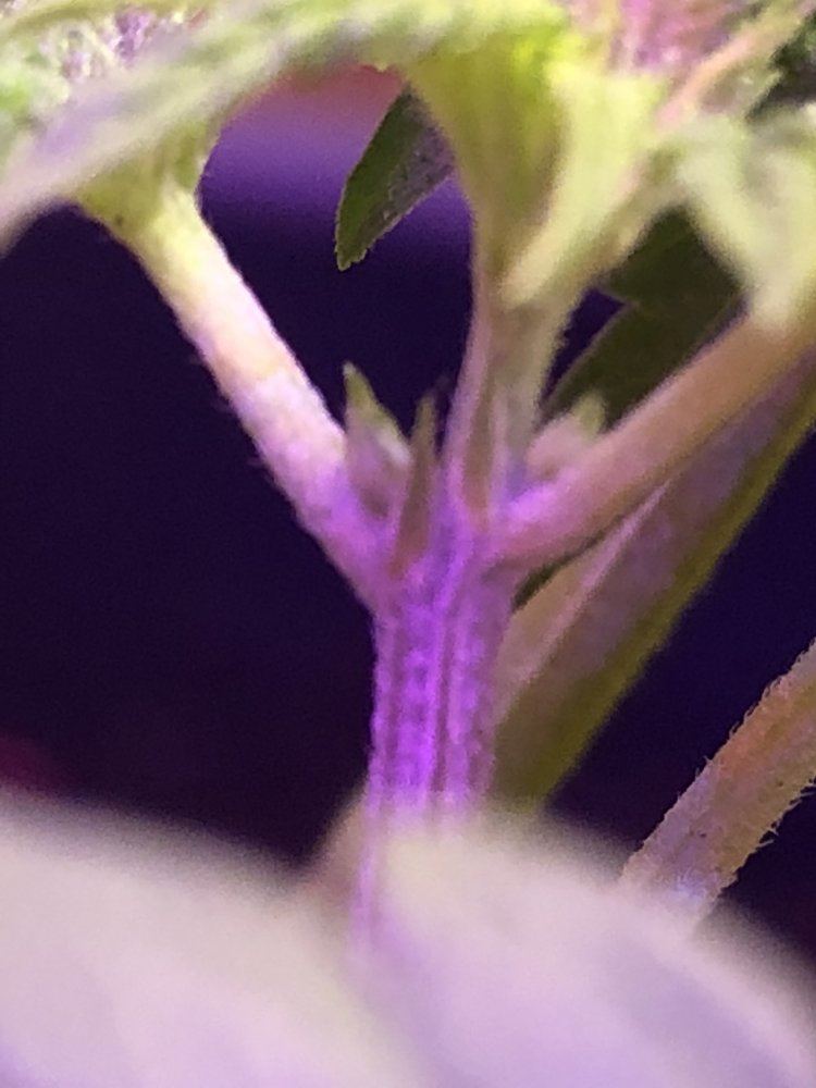 First grow but trying to determine sex