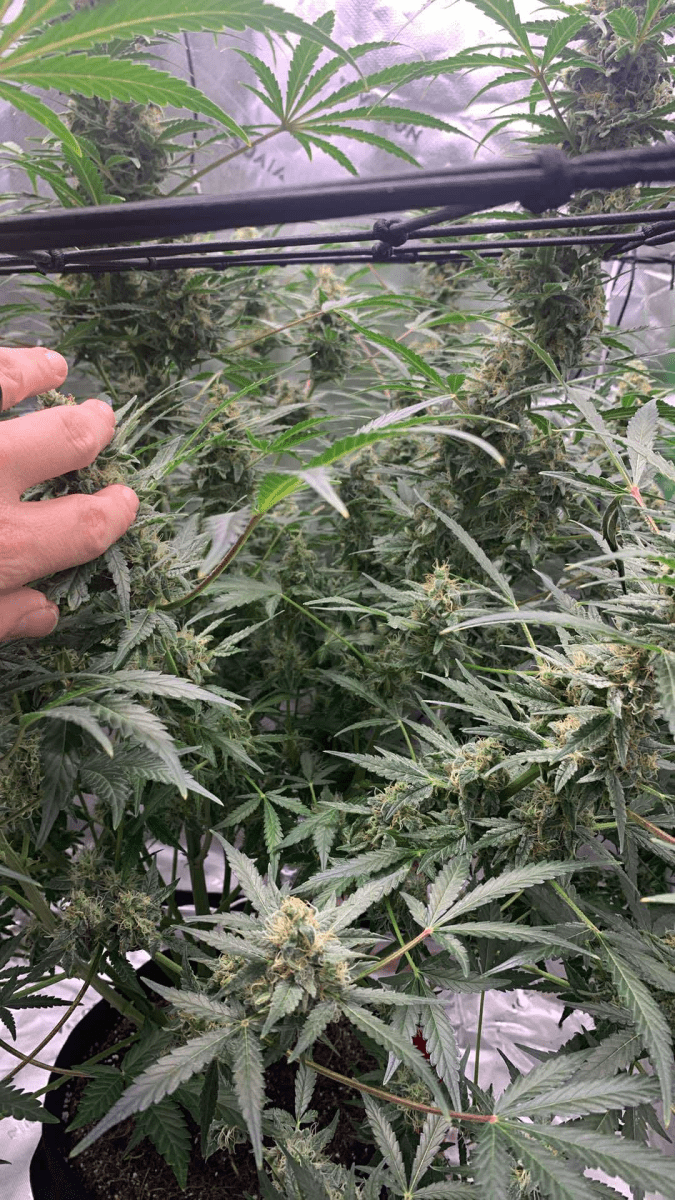 First grow close to harvest 3