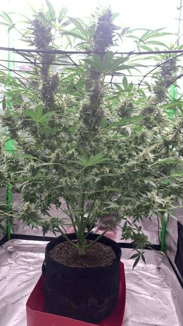 First grow close to harvest 4