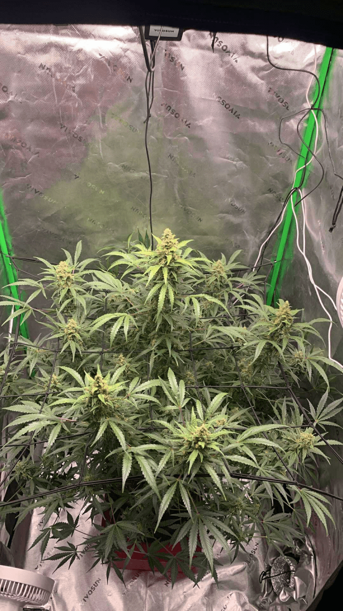 First grow close to harvest 5