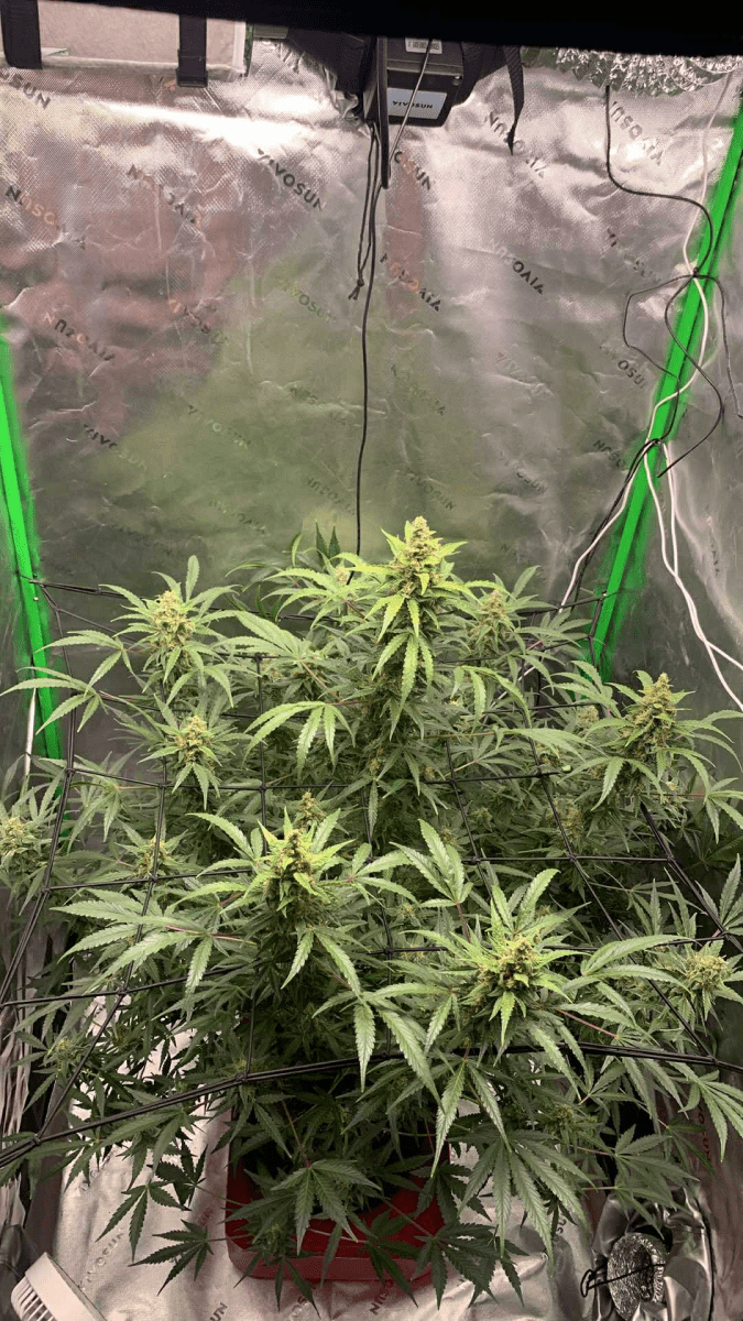 First grow close to harvest 7