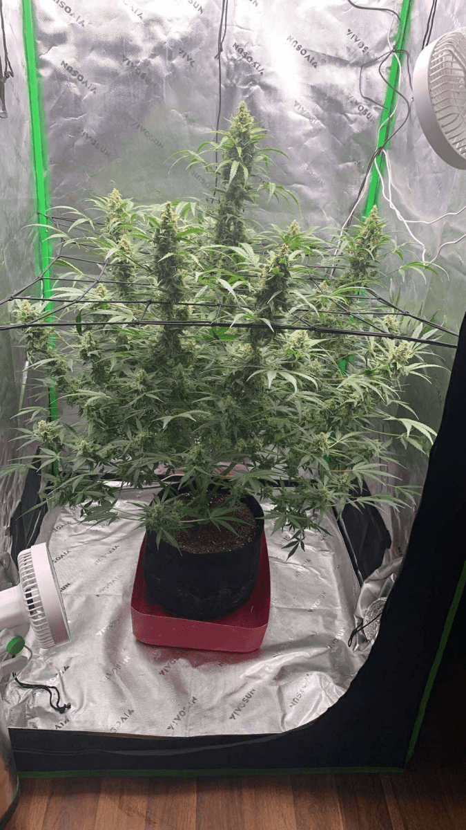 First grow close to harvest 8