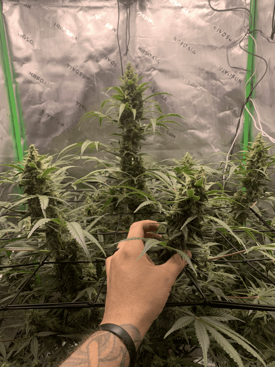 First grow close to harvest 9
