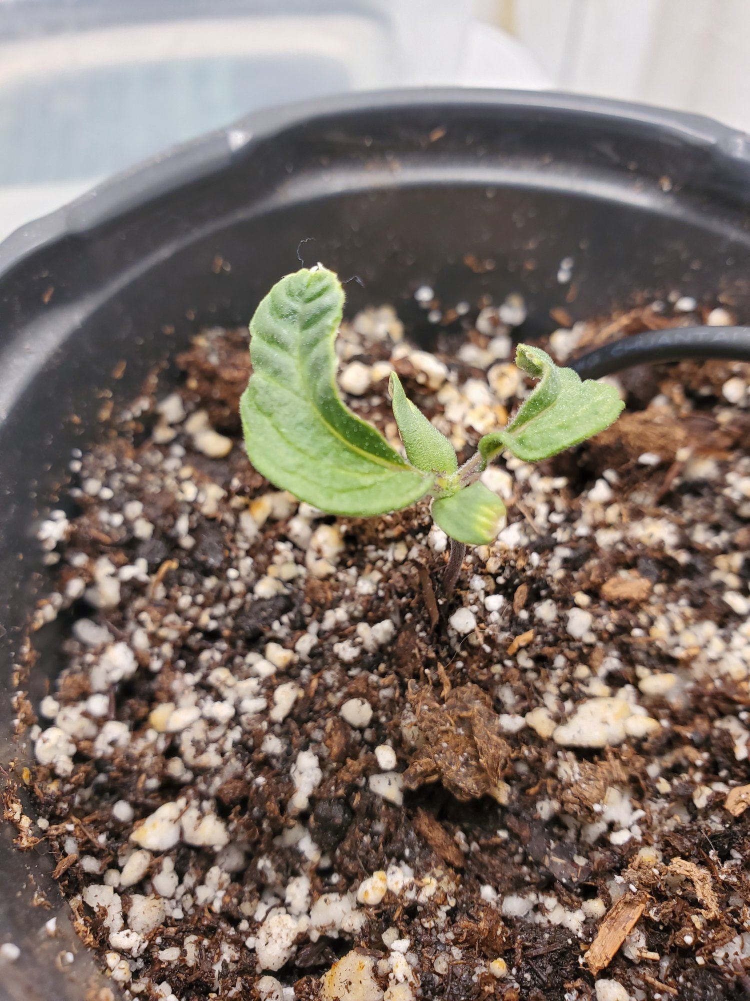 First grow curled seedling 2