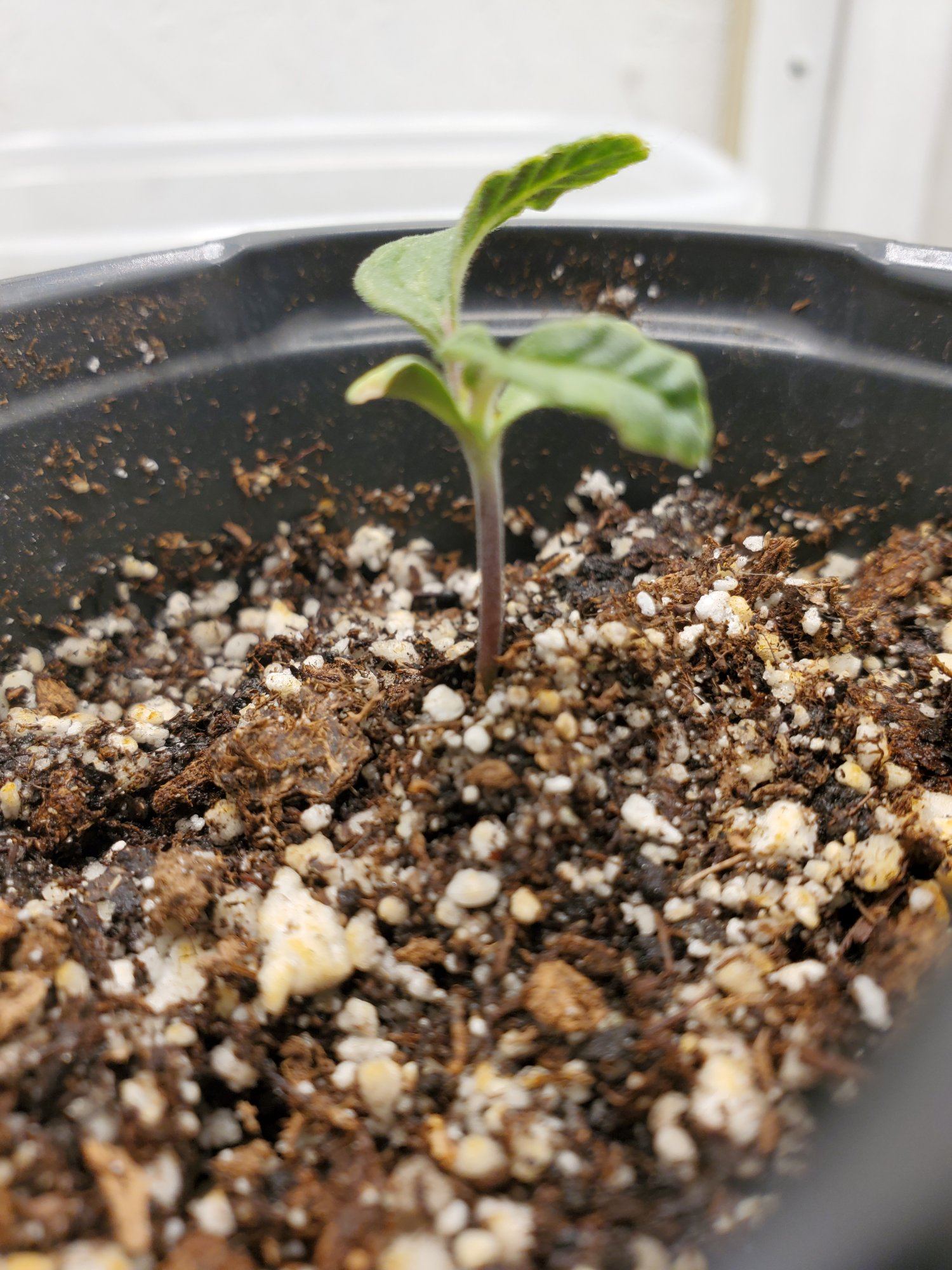 First grow curled seedling 3