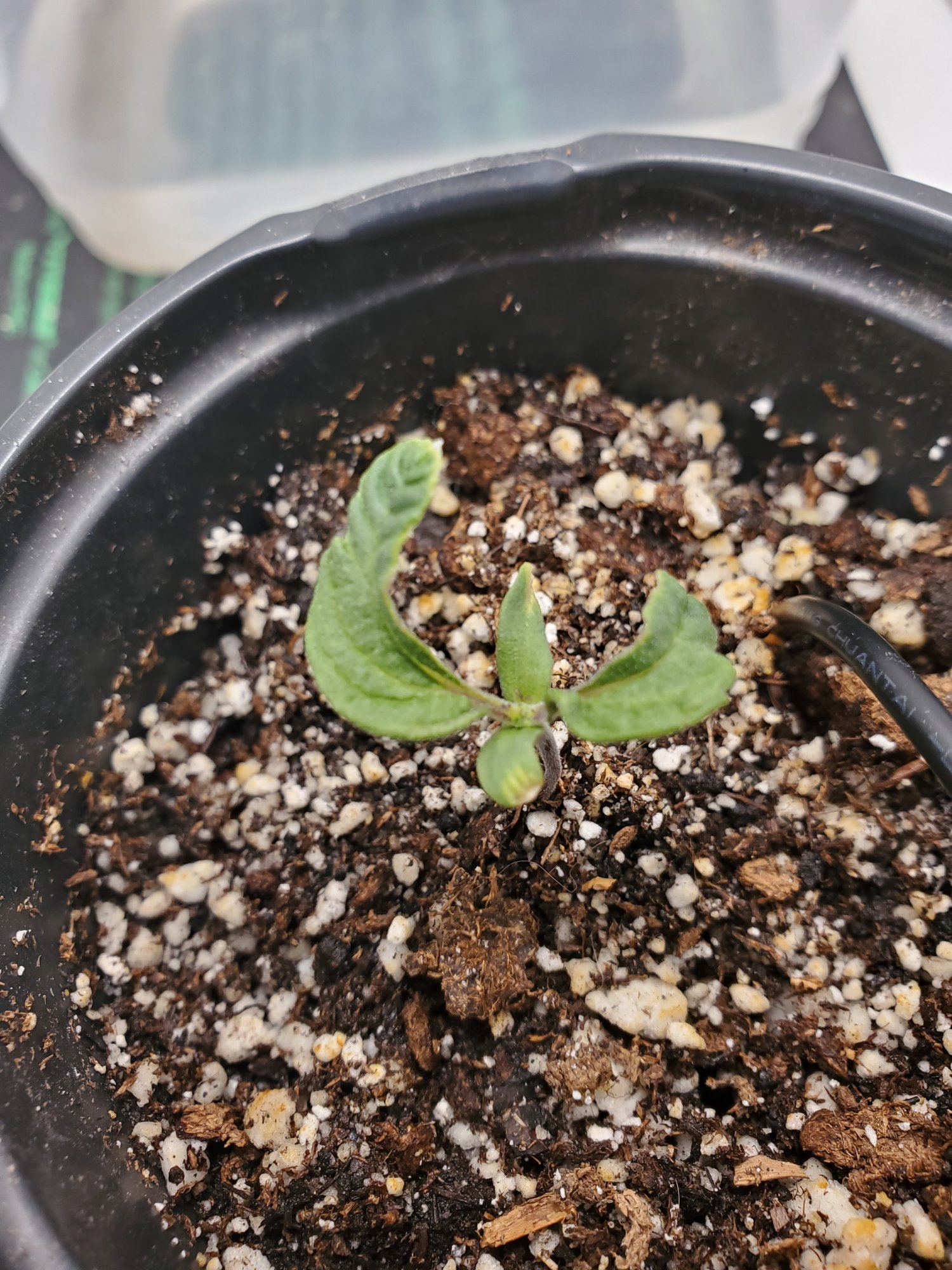 First grow curled seedling 4