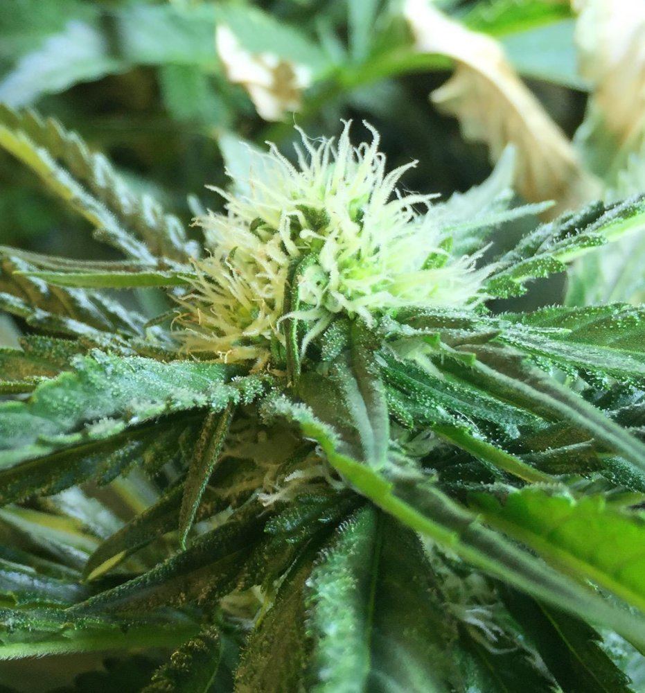 First grow   custom leds 4