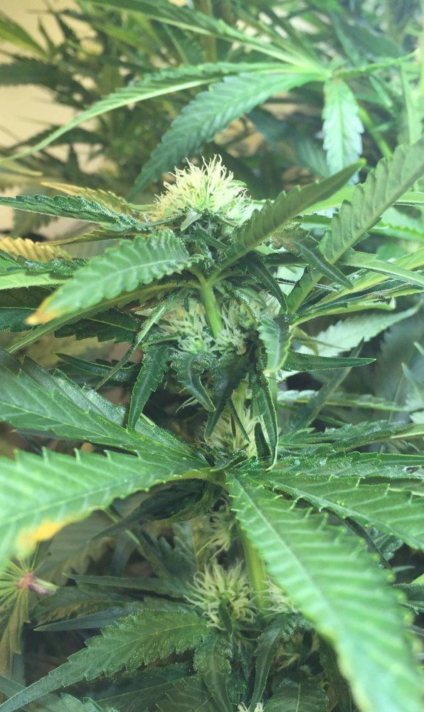 First grow   custom leds 5