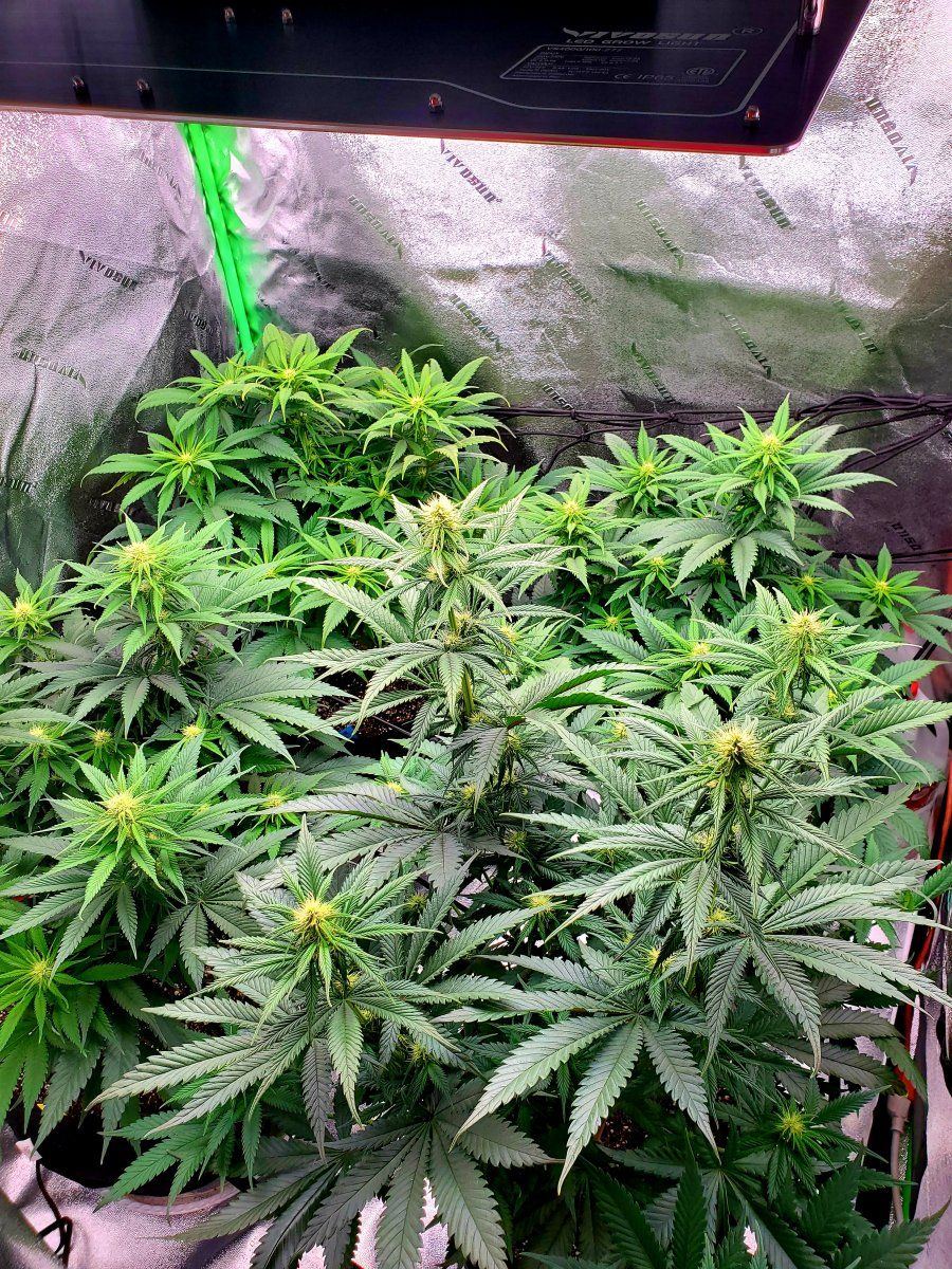First grow   day 25 of flower
