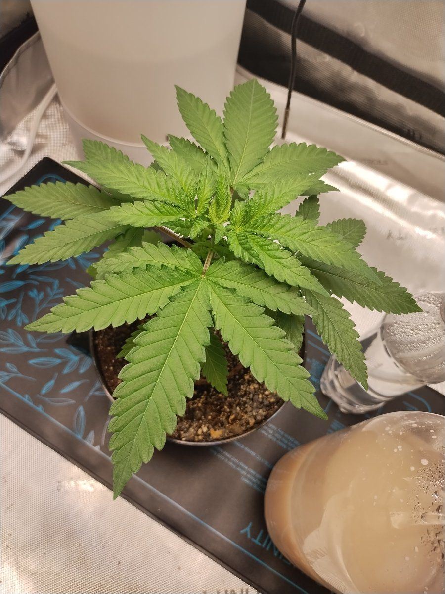 First grow diary first post also coming in with newbie questions 2