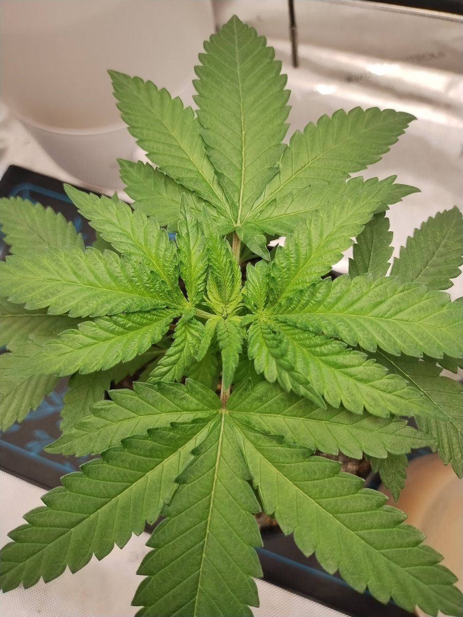 First grow diary first post also coming in with newbie questions