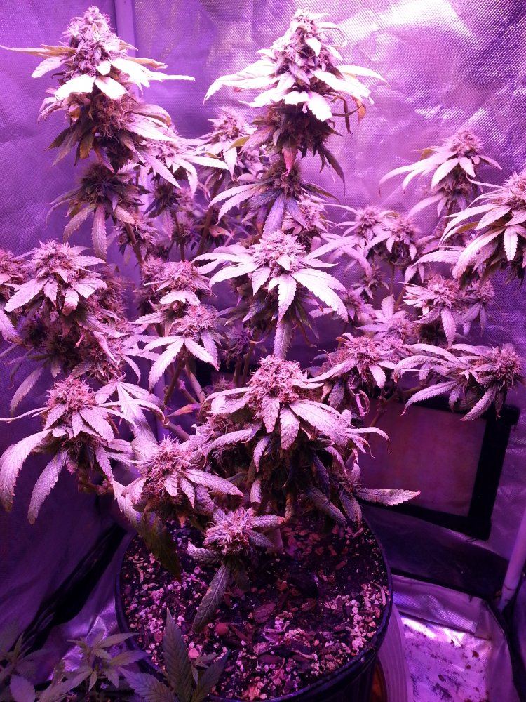 First grow diary   yepbagseed i know but when i can forget im partaking then sure 2