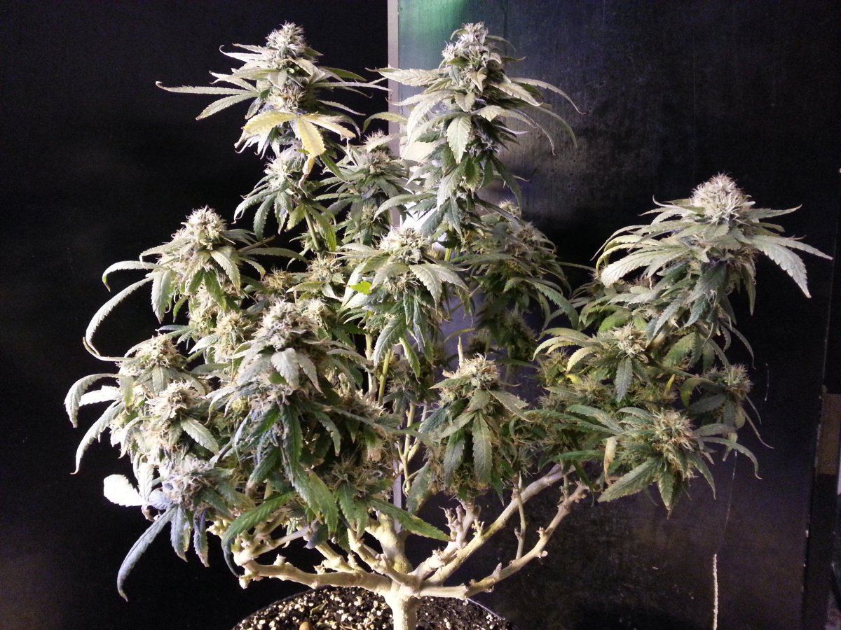 First grow diary   yepbagseed i know but when i can forget im partaking then sure 4
