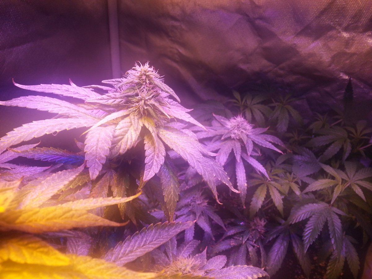 First grow diary   yepbagseed i know but when i can forget im partaking then sure 5