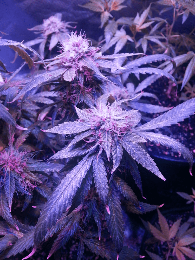 First grow diary   yepbagseed i know but when i can forget im partaking then sure 6