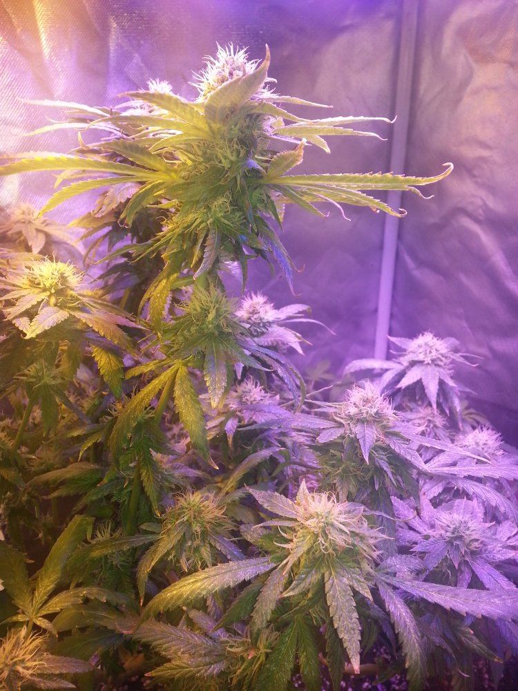 First grow diary   yepbagseed i know but when i can forget im partaking then sure 7